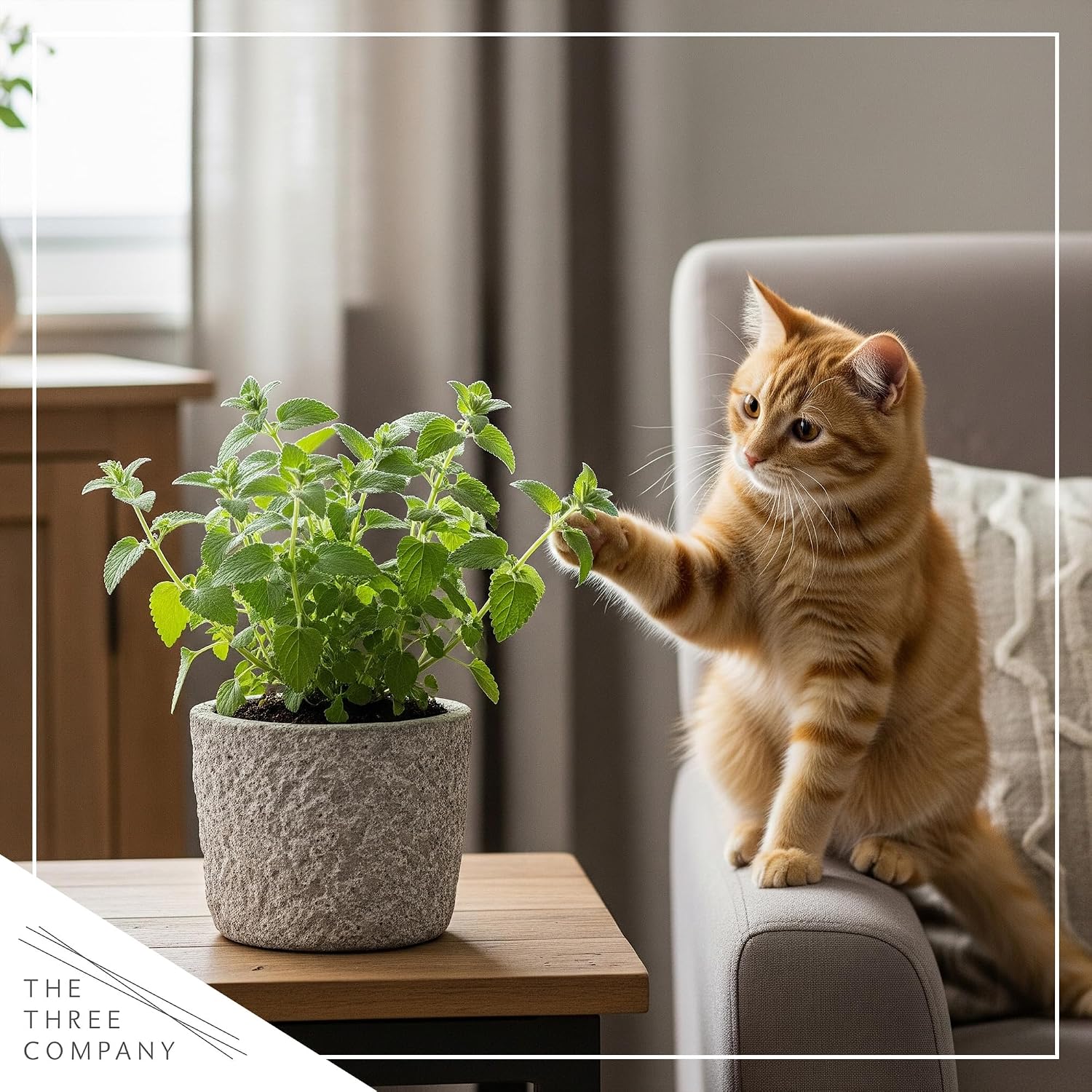 Close up view of fresh live catnip leaves rich in natural nepetalactone