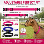 Close-up of the ABS quick-release buckle on the Gindoor sheep collar