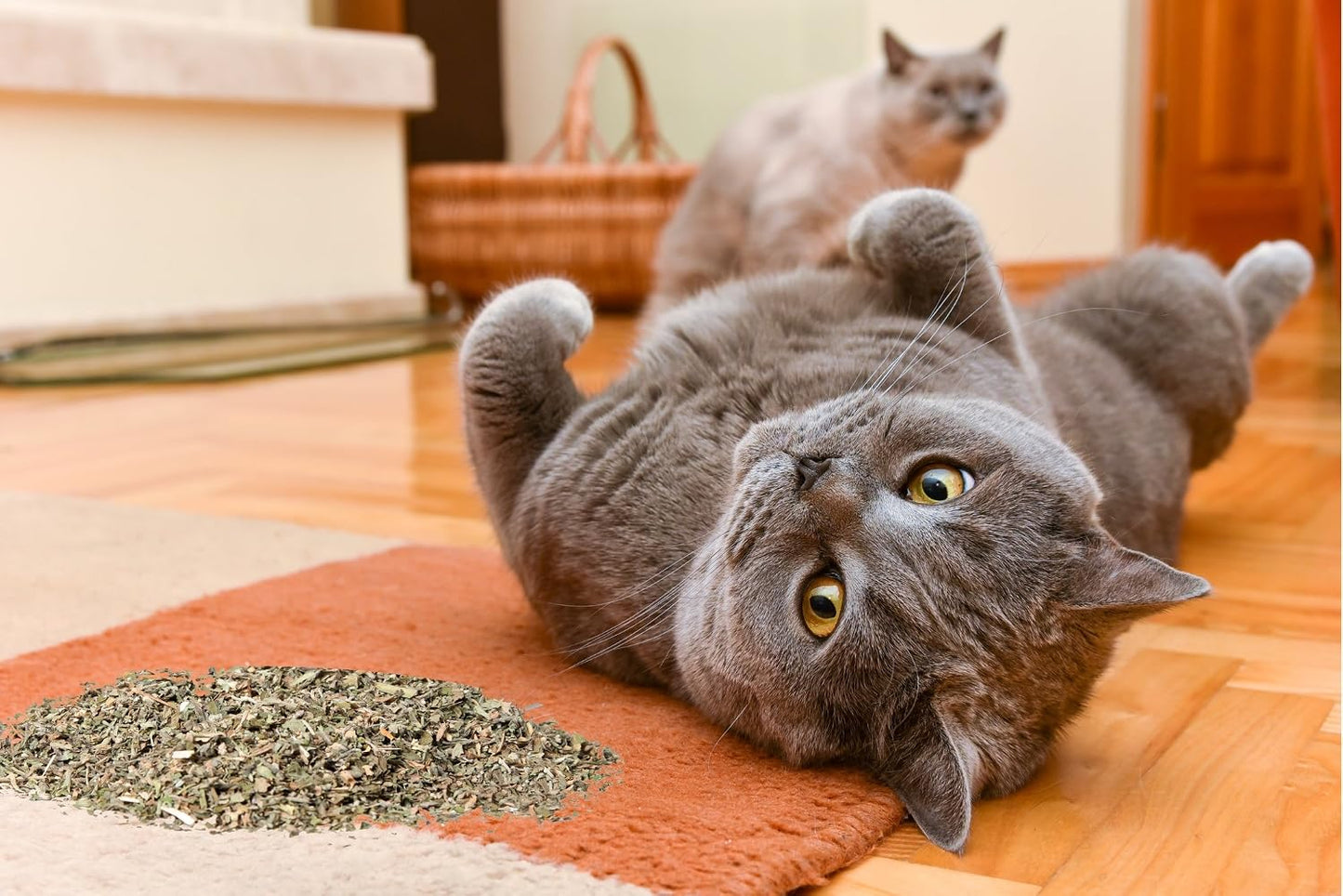 Premium imported catnip jar with lid off displaying fresh herb blend