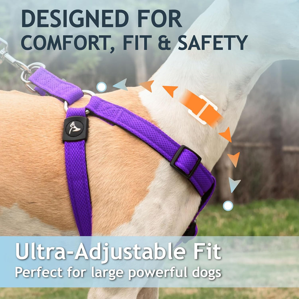 Close-up of reflective piping on Kruz Pet harness