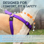 Close-up of reflective piping on Kruz Pet harness