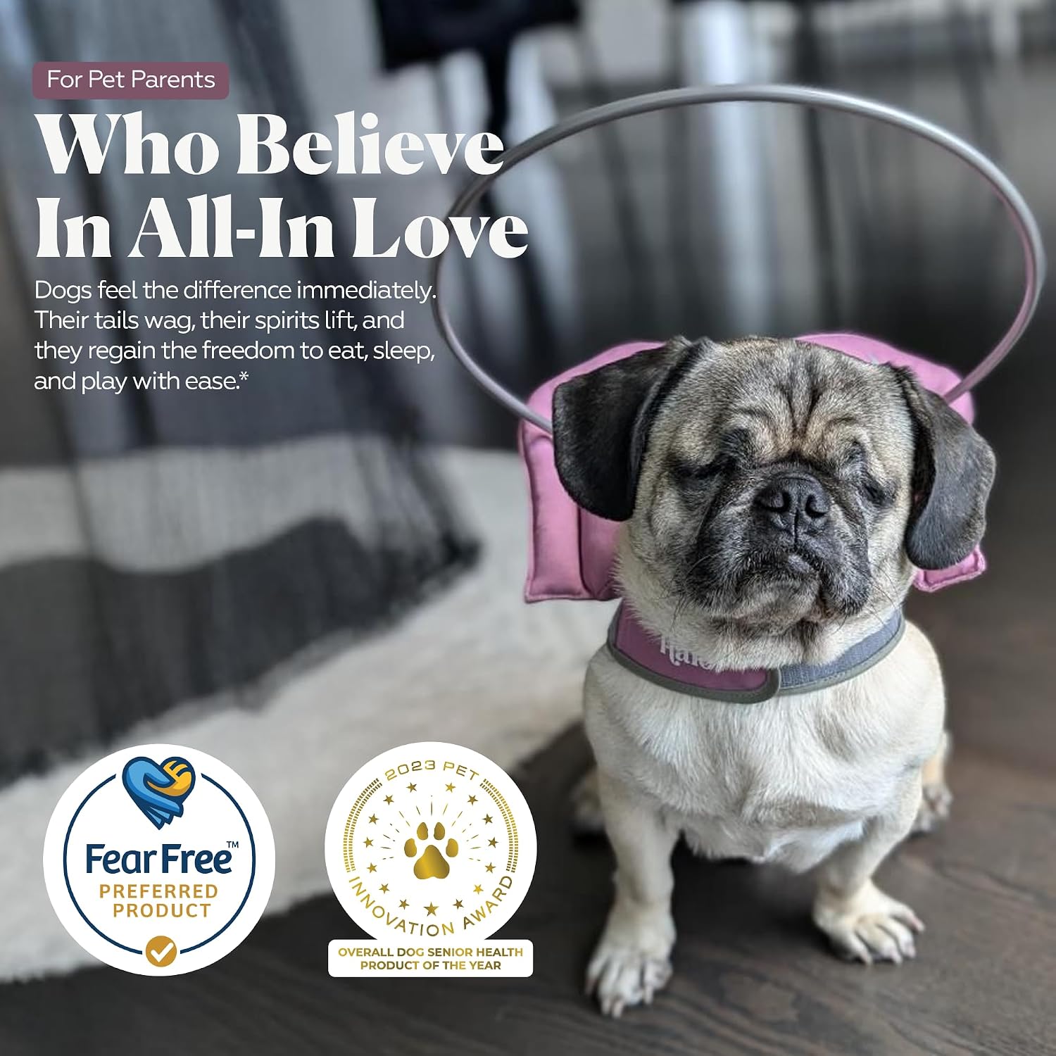 Visually impaired dog wearing imported Muffin's Halo safely navigating past a wall