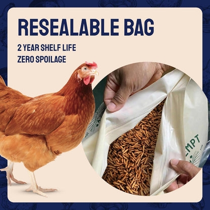 Hatortempt chicken snacks for healthy eggshells
