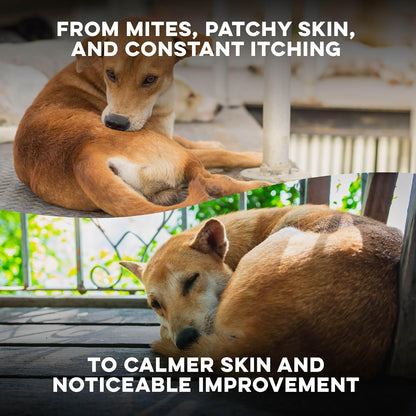 Homeopathic canine mange treatment for soothing dry scaly skin and scabs.