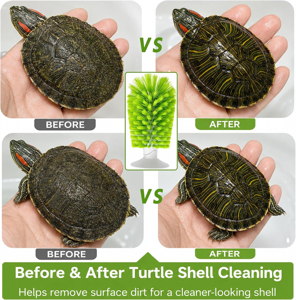 Red Eared Slider turtle rubbing against a tank mounted scratching brush