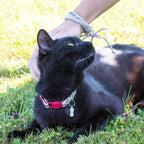 Pettsie breakaway collar red pattern