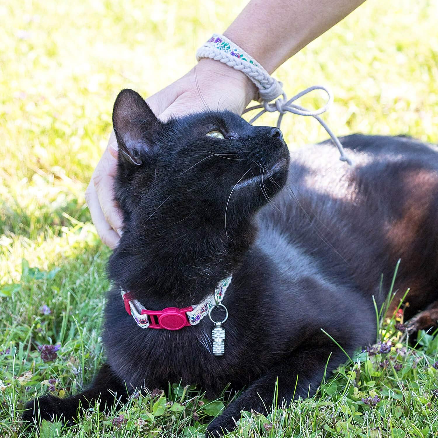 Pettsie quick-release safety cat collar showing close-up of the breakaway buckle mechanism
