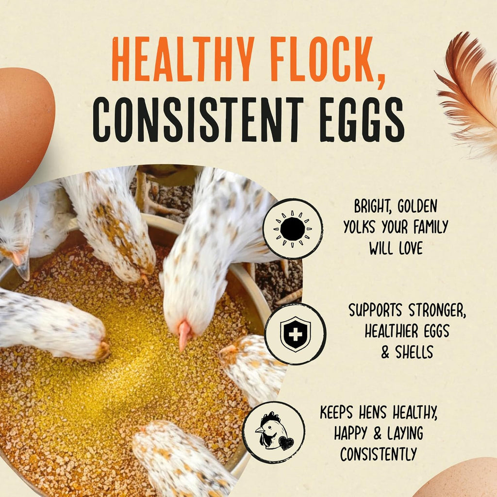 Backyard hens eating feed mixed with Roosty's Gold Dust supplement.