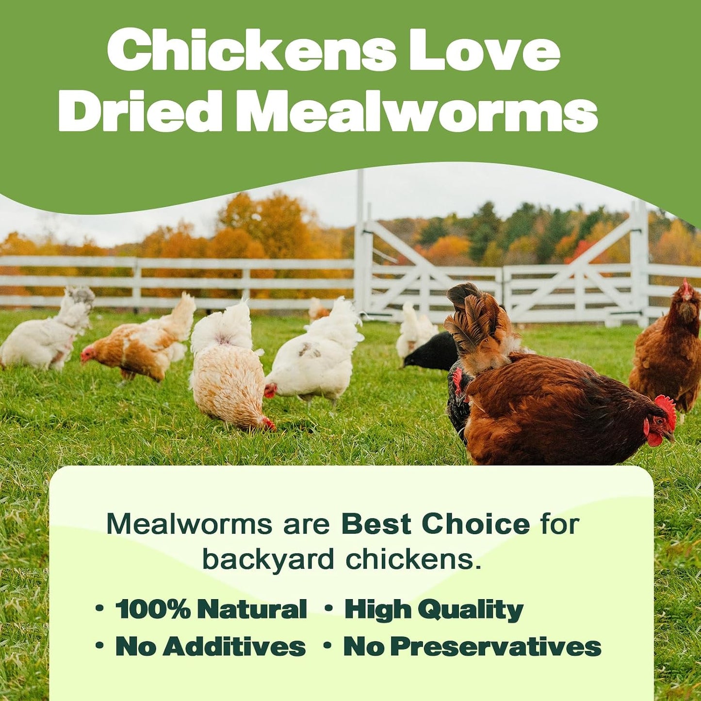 Liwii non-GMO mealworms for wild bird feeder
