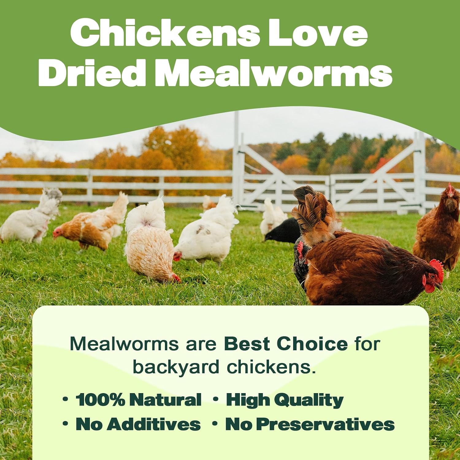 Liwii non-GMO mealworms for wild bird feeder