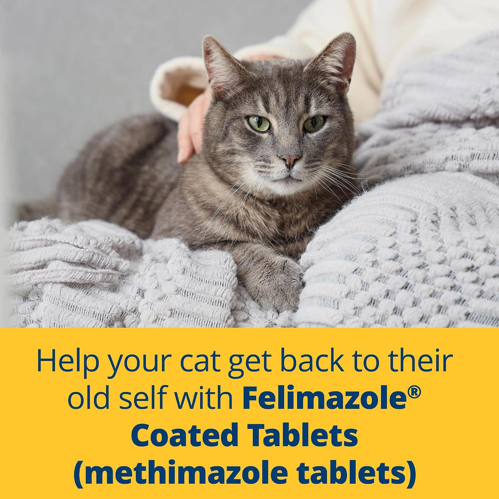 Authentic Felimazole methimazole 5mg bottle for cats