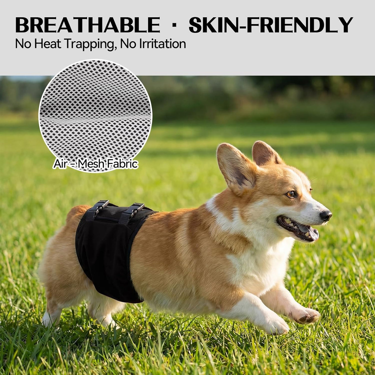 DENTRUN quick dry male dog belly band after machine washing