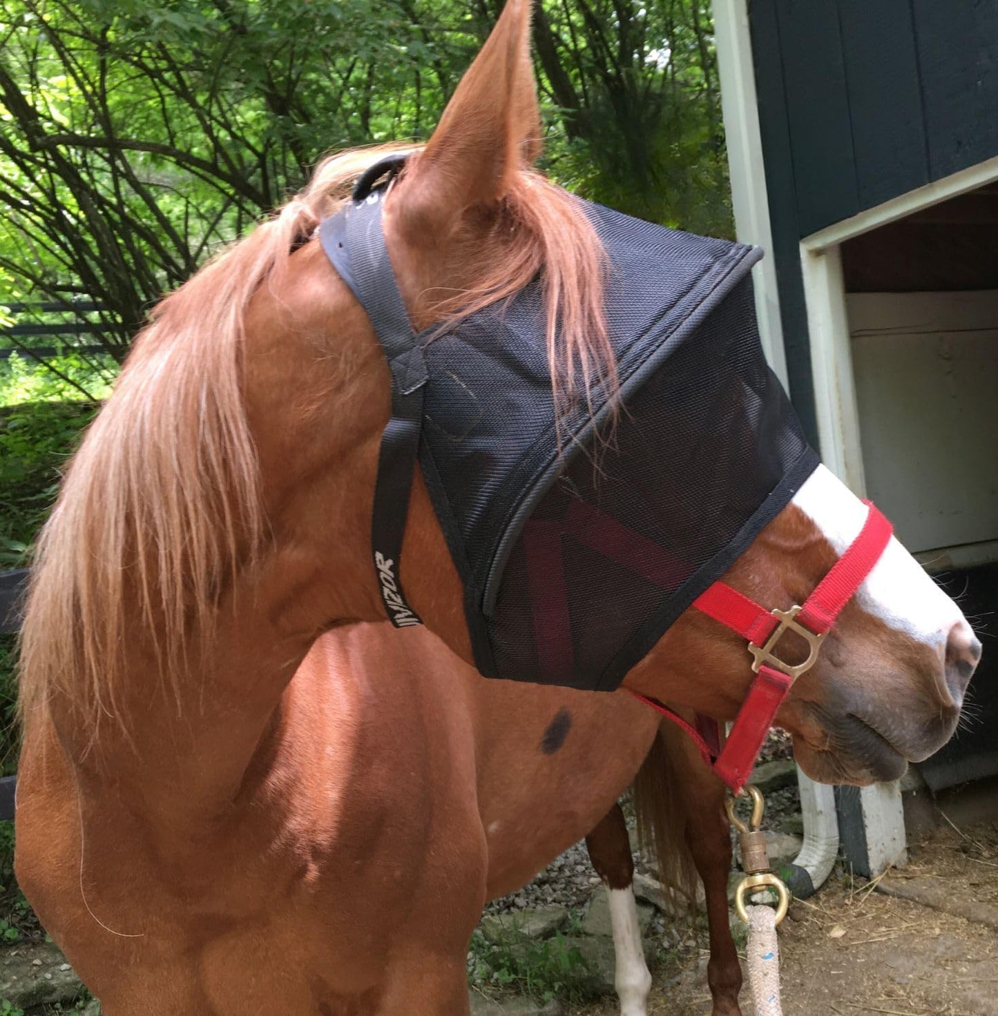 EquiVizor Solar Vizor Horse Fly Mask (Size Full), Superior UV Eye Protection to 99% for Horses with Uveitis, Photosensitivity, Ulcer, Head Shaking - Image 11