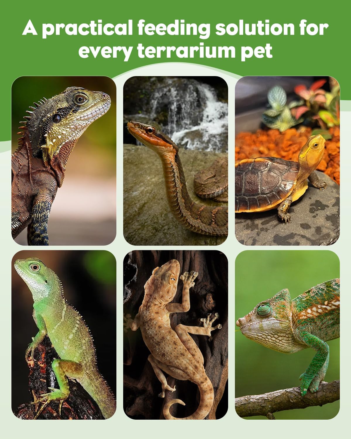Packaging layout of the three piece Pawfly imported reptile feeding and cleaning set