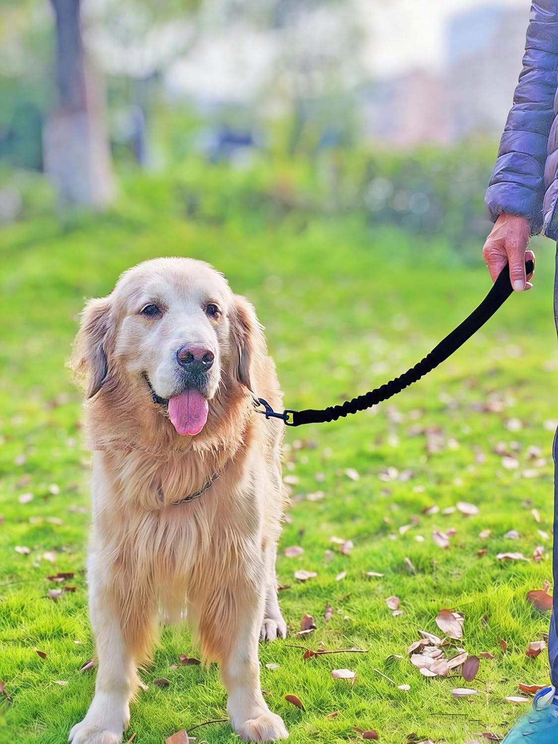 Mycicy lightweight shock absorbing dog leash extender laid out flat showing 21 inch length