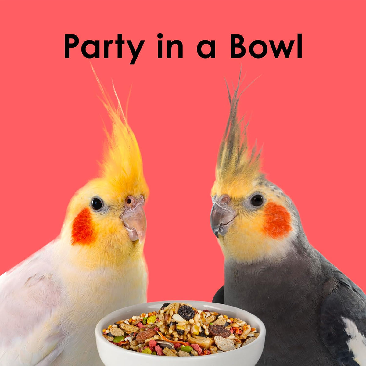 Kaytee Fiesta Cockatiel Food, Nutritious and Fun Blend, Supports Skin, Feather, Digestion, Brain and Heart Health, 4.5 pounds - Image 10
