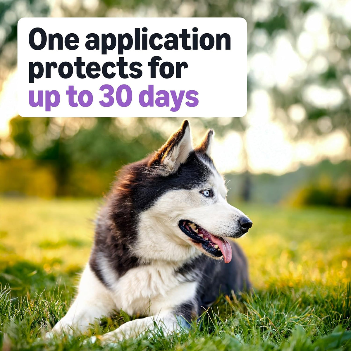 Amazon Basics dog tick prevention treatment active ingredient breakdown