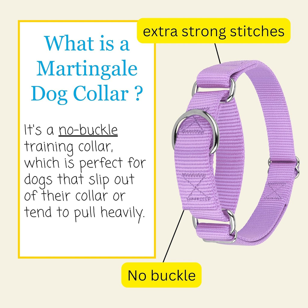 Country Brook Petz humane escape proof dog collar shown on flat surface