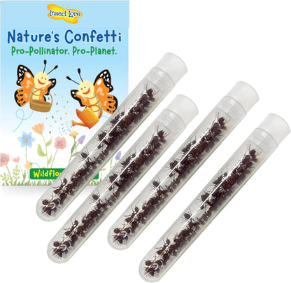 Insect Lore 100 Native Western Harvester Ants front packaging showing tubes and wildflower seeds.