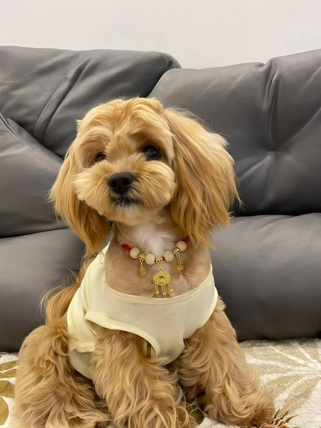 Small dog wearing camphor wood wooden collar