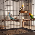 8PCS Bird Perches Set Natural Apple Wood Bird Cage Accessories Wooden Parrot Stand Hardwood Branches for Parakeets, Budgies, Cockatiels Small Bird Habitat Gym, Climbing Stand & Safe Chew Toys - Image 2