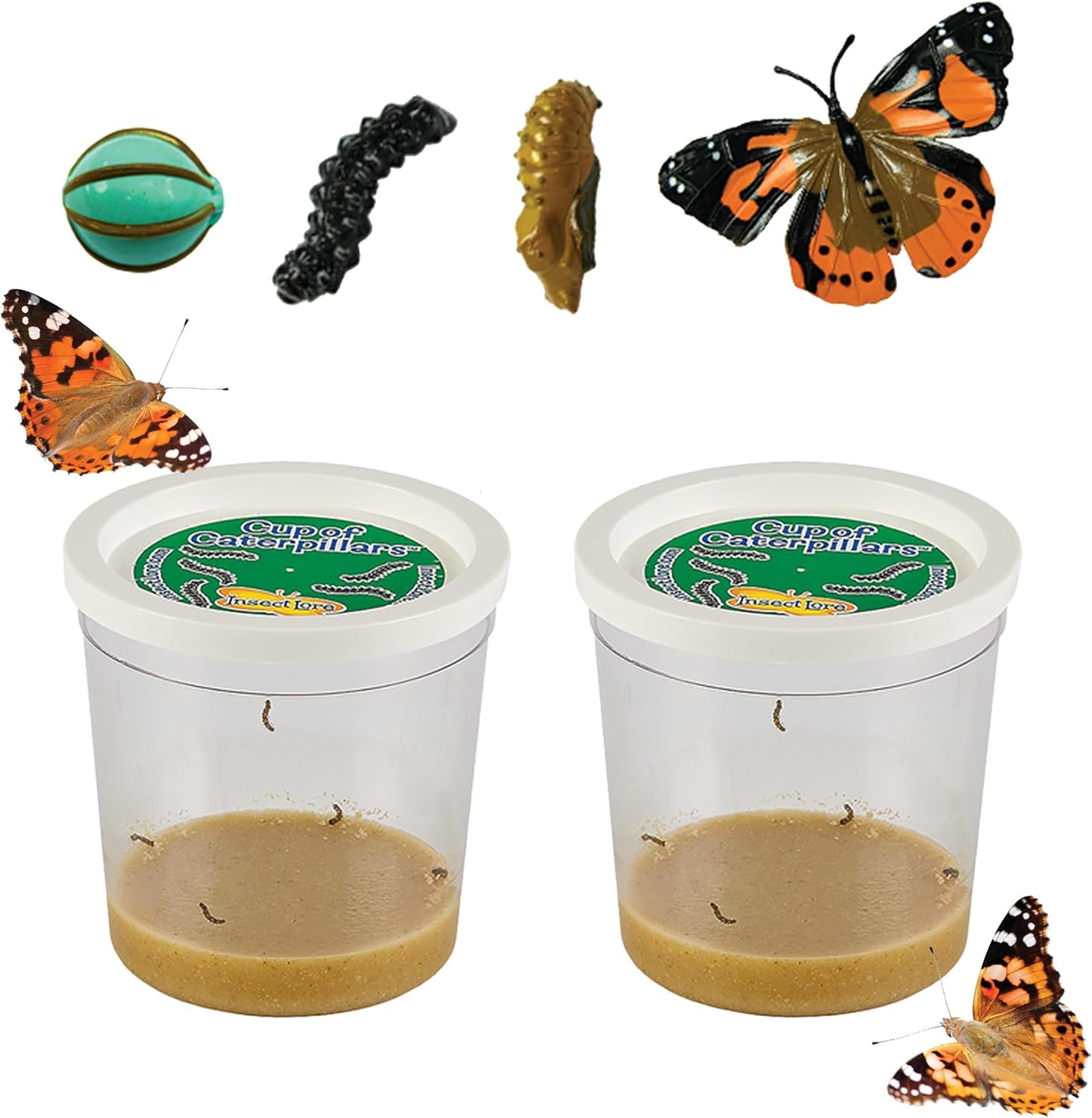 Insect Lore Two Cups of Live Caterpillars front packaging view showing educational science kit labels