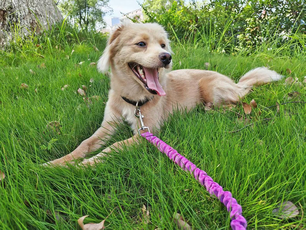 Bungee Dog Leash- 5FT Shock Absorbing & Reflective Nylon Leash| Anti-Pull Training for Small/Medium Dogs | 2cm Wide, 6 Colors (Black) - Image 9