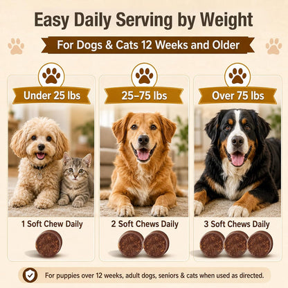 Chicken flavored TailSphere mushroom chews texture detail for adult and senior dogs