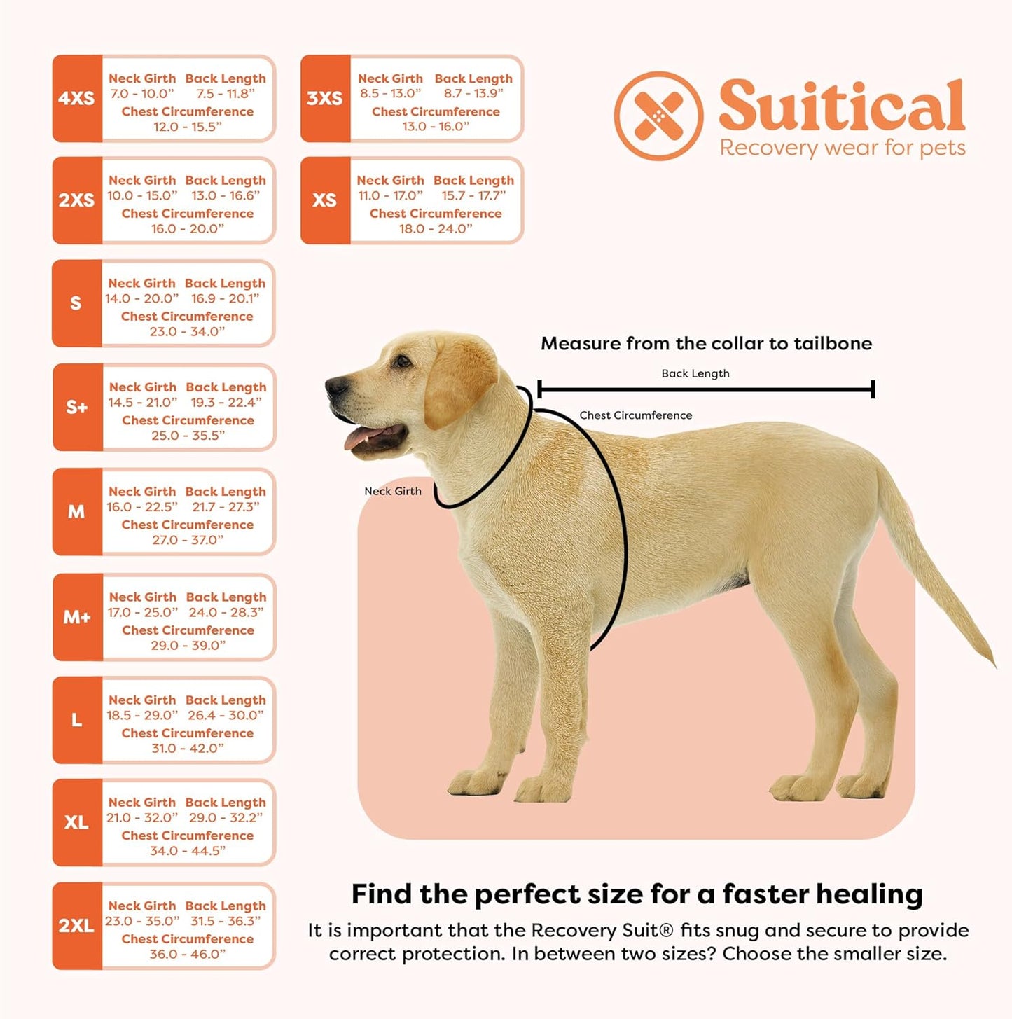 Breathable cotton dog surgery recovery suit on a medium breed