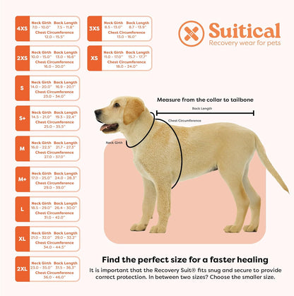 Breathable cotton dog surgery recovery suit on a medium breed