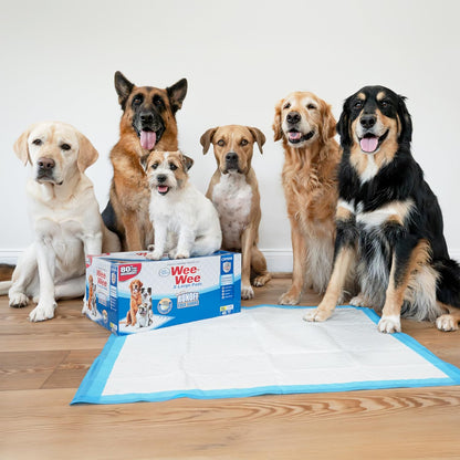 Four Paws oversized dog pee pads laid out on apartment floor for pet training