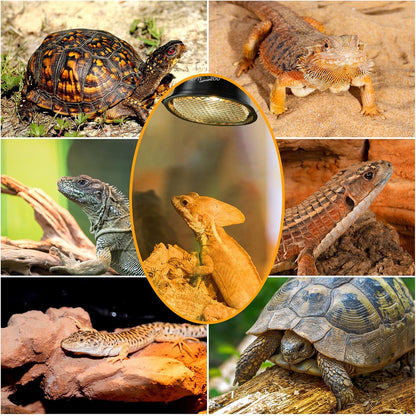 Repti Zoo daytime basking lamp kit creating optimal temperature zone for turtles