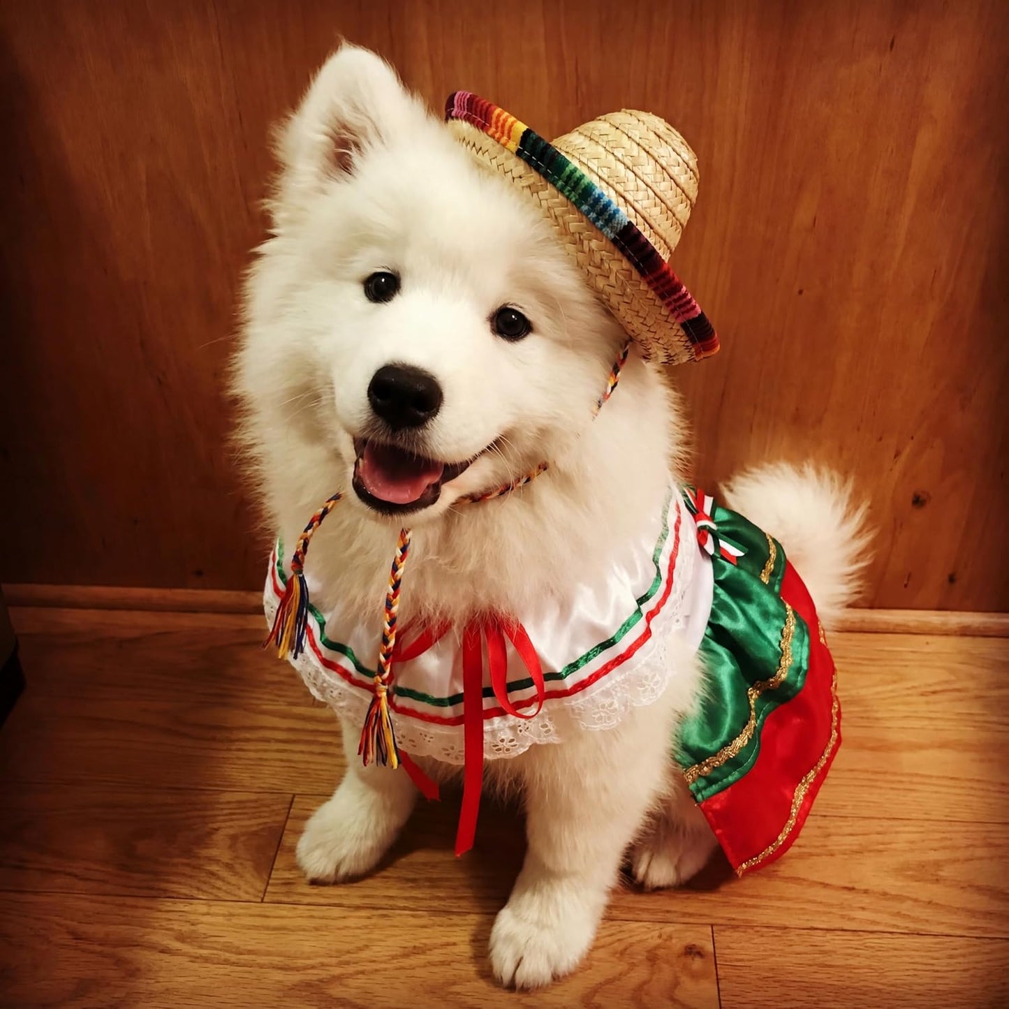 Bulyoou small dog fiesta dress with matching pet straw sombrero hat on a neutral background.