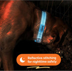 Reflective stitching on nylon dog collar in low light