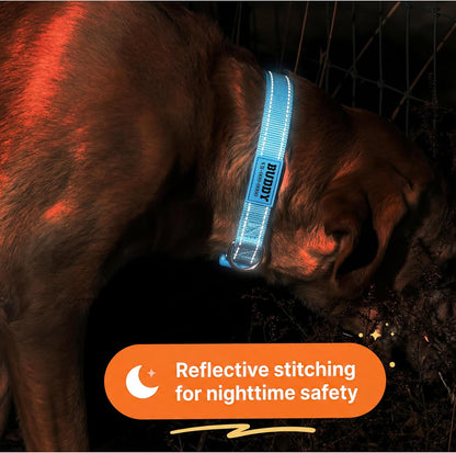 Reflective stitching on nylon dog collar in low light