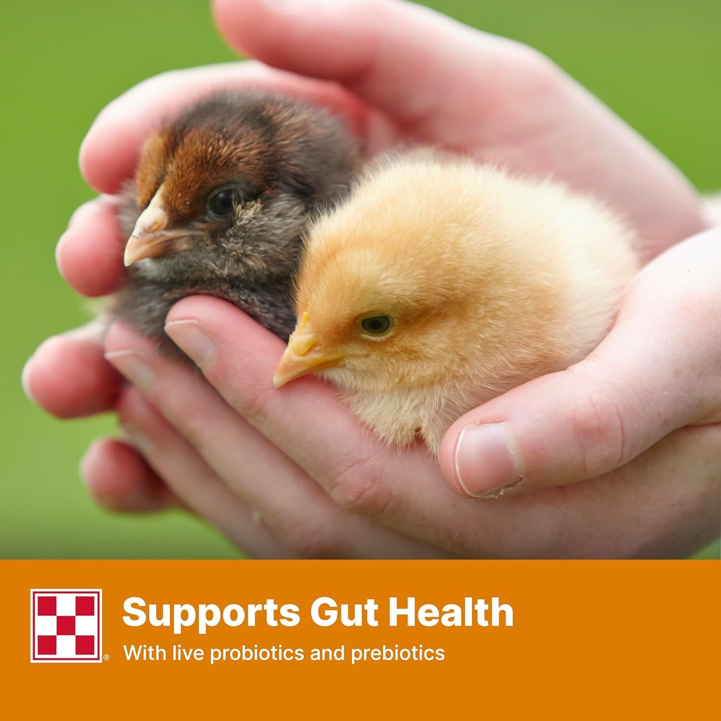 Healthy baby chicks growing with Purina Start and Grow feed