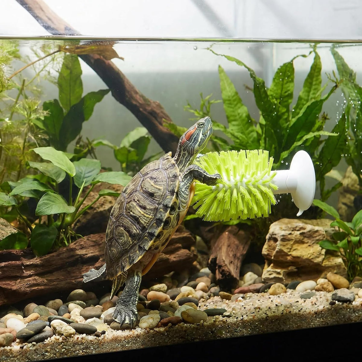 Gosknor turtle self cleaning back scratcher installed as an underwater resting perch