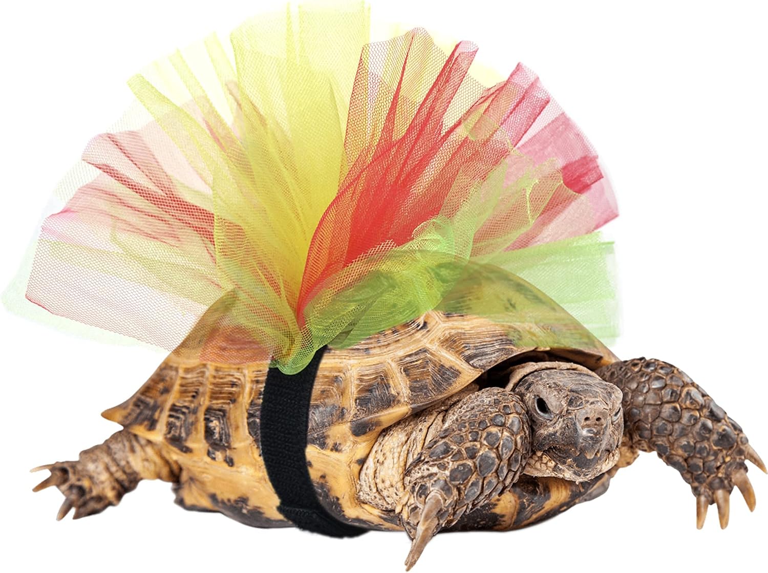 Tinkare tortoise tutu costume front view bright colorful reptile dress