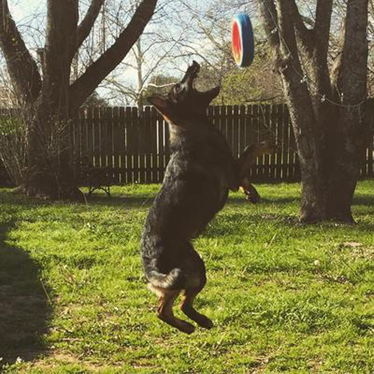 Chuckit! Fetch Wheel for large breeds flying in the air
