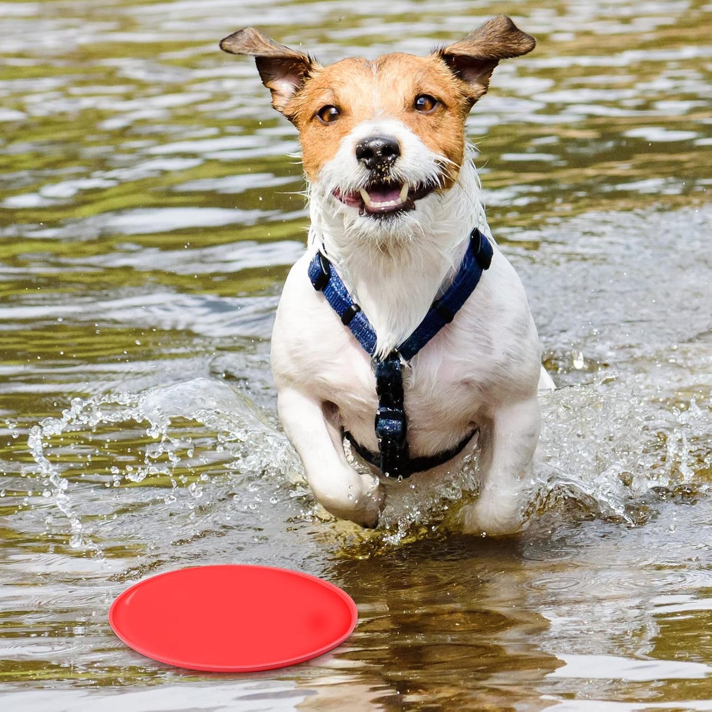 Top down view of Chivao dog training saucer 18 centimeters