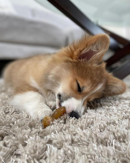 Frozen puppy teething ring bone for soothing sensitive gums
