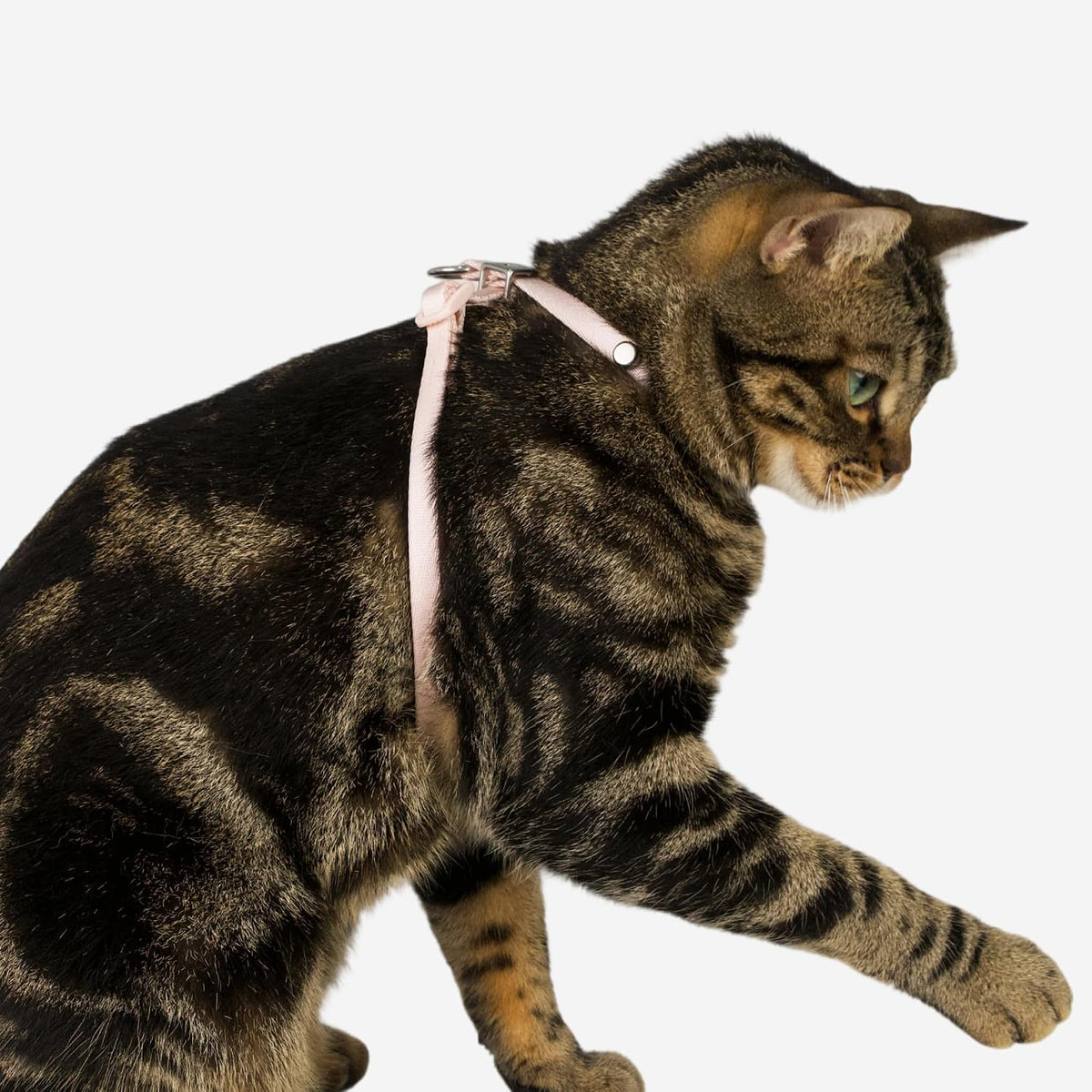 Blush Pink escape resistant kitten walking harness back view