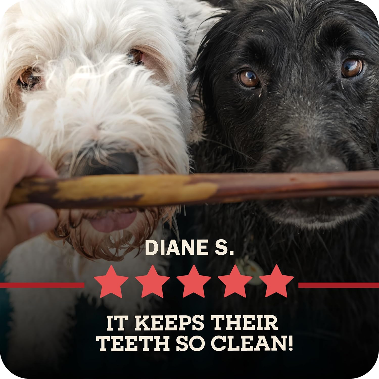 Redbarn Pet Products All-Natural 4" Bully Stick Rings for Dogs - Premium Grain-Free & Rawhide-Free Single Ingredient Long Lasting Low Odor Dental Treat for Chewers - 3 Count - Image 11