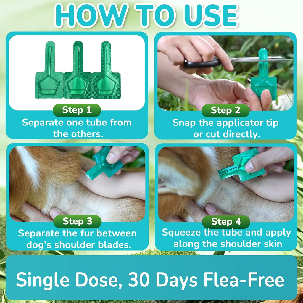Infographic showing the parasite life cycle eliminated by Lerqua small dog treatment