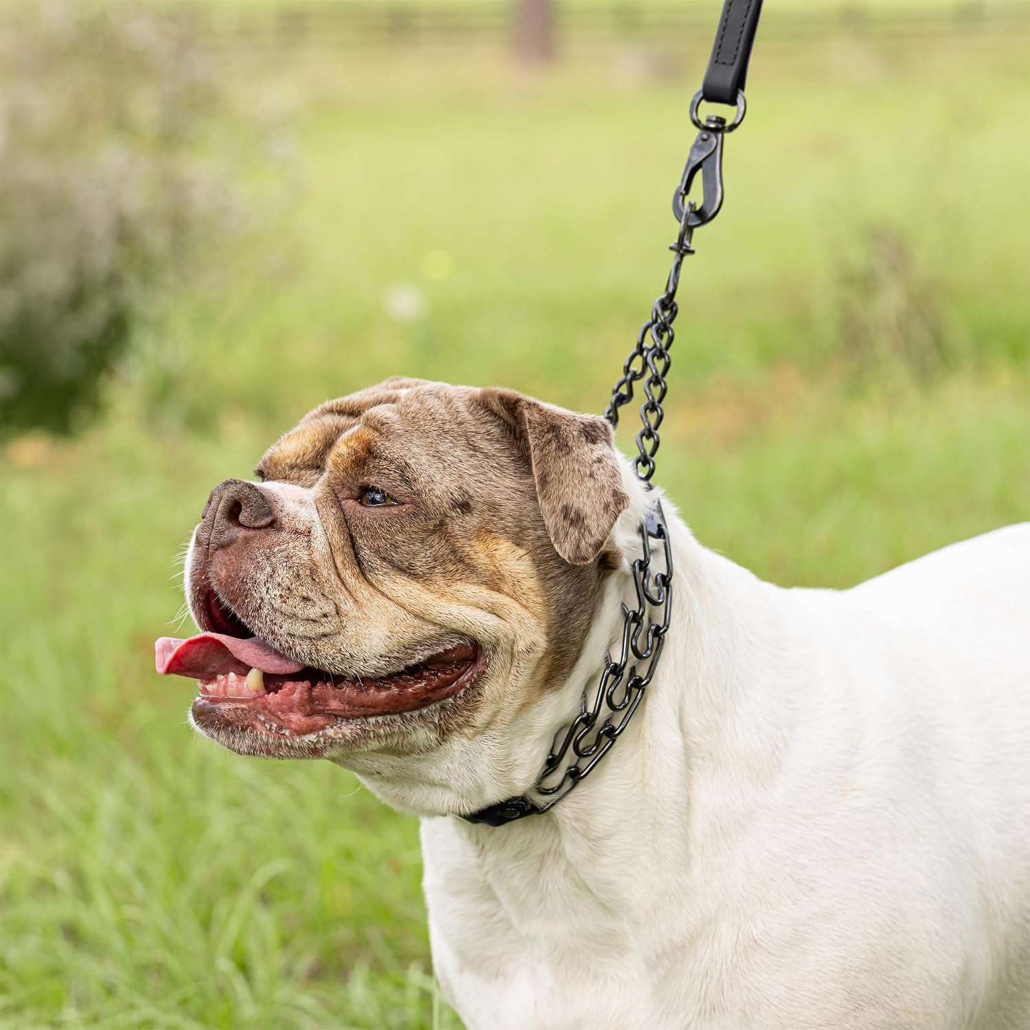 Herm Sprenger quick release dog training collar showing the secure ClicLock closure mechanism.