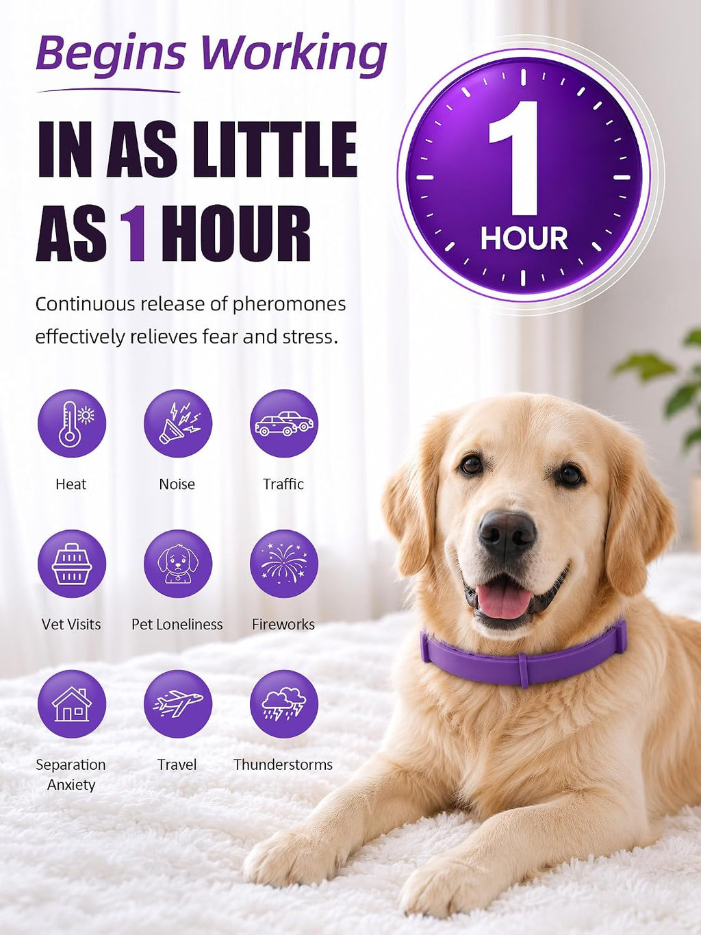 Purple pheromone dog collar for anxiety relief being adjusted on a large dog