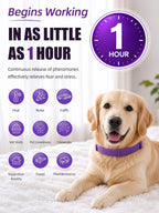 Purple pheromone dog collar for anxiety relief being adjusted on a large dog