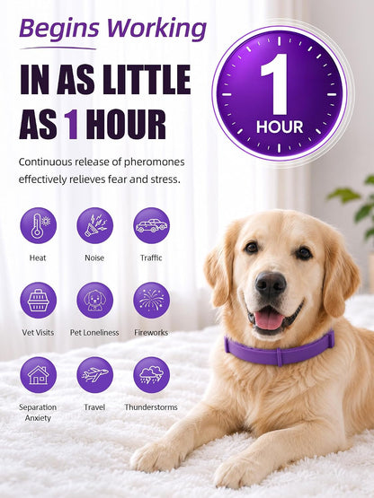 Purple pheromone dog collar for anxiety relief being adjusted on a large dog