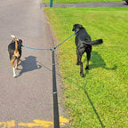 Tangle free dual dog walking lead design preventing knots during outdoor training