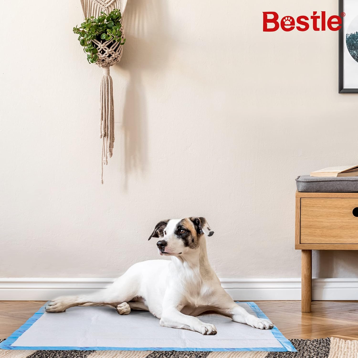 BESTLE absorbent puppy training pad five layer cross section details